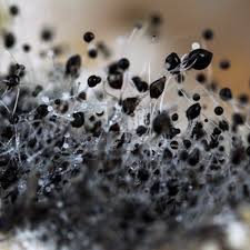 How to remove mold/mould from wood, effectively... 3 How to remove mold from wood
